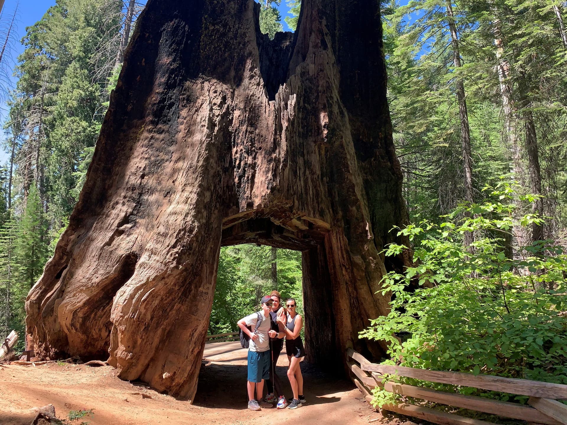Giant Sequoias