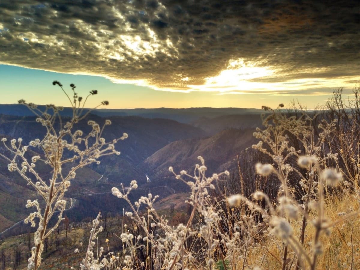 Pets at Stanislaus National Forest