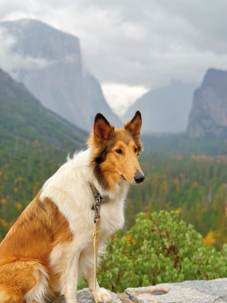 Where To Stay in Yosemite With Pets