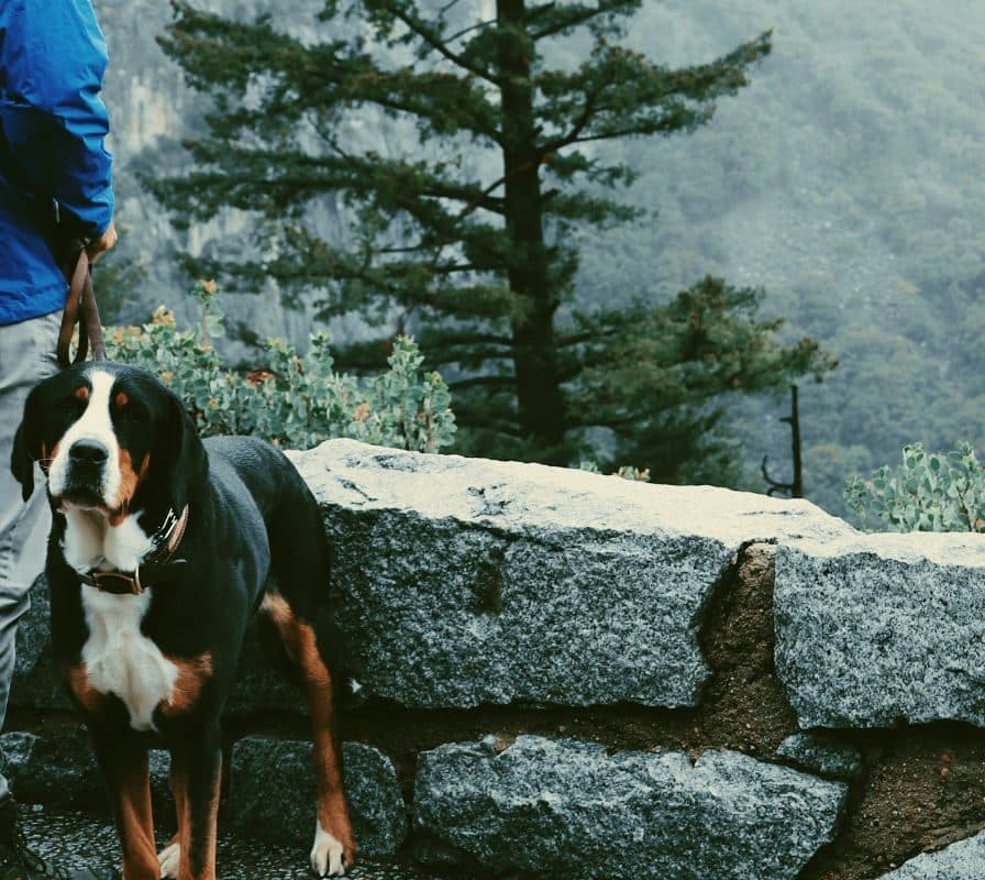Link to Activity: Yosemite Pet Policies