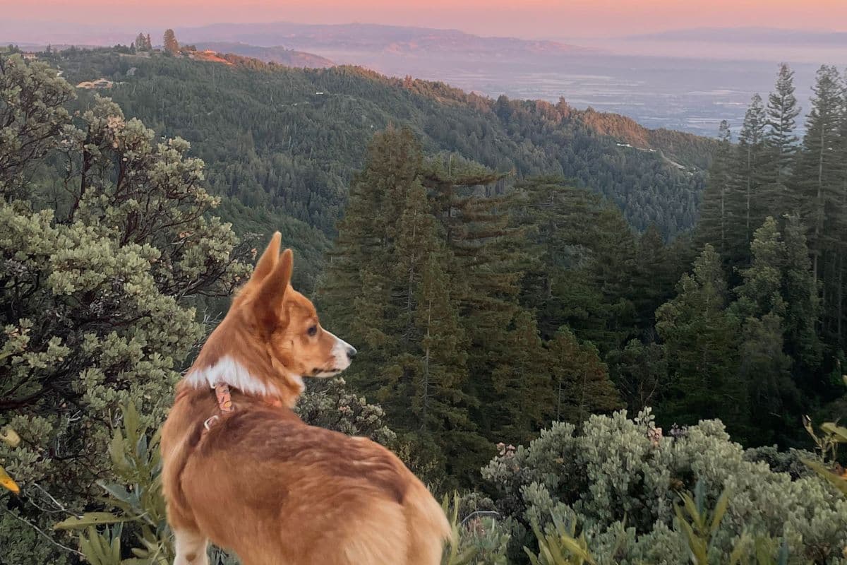 Link to Activity: Why Firefall Ranch Works for a Yosemite Trip With a Dog