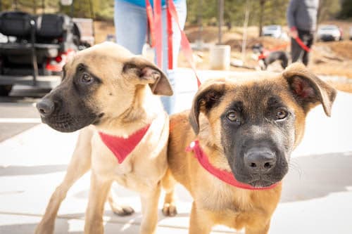 Firefall Ranch Pet Policy Summary